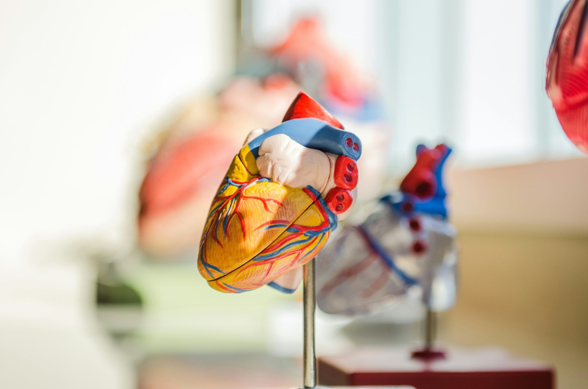 Plastic model of human heart